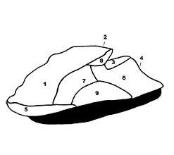Kawasaki Ultra LX/250/260/300/310 Skräddarsydd Kapell 07-18